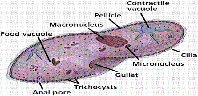 protist diagram kwoni s scavenger hunt 22 an animal like protist protist diagram kwoni s scavenger hunt 22 an animal like protist