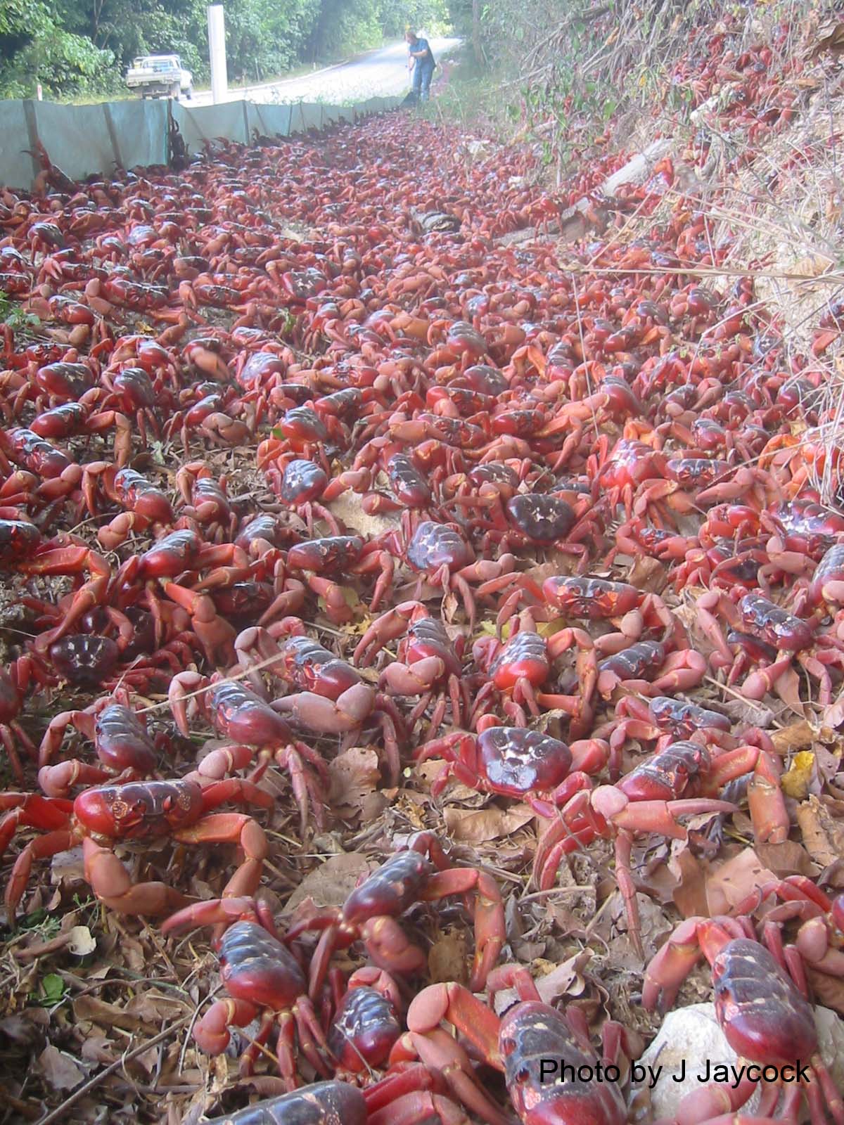 Easter Island Crabs