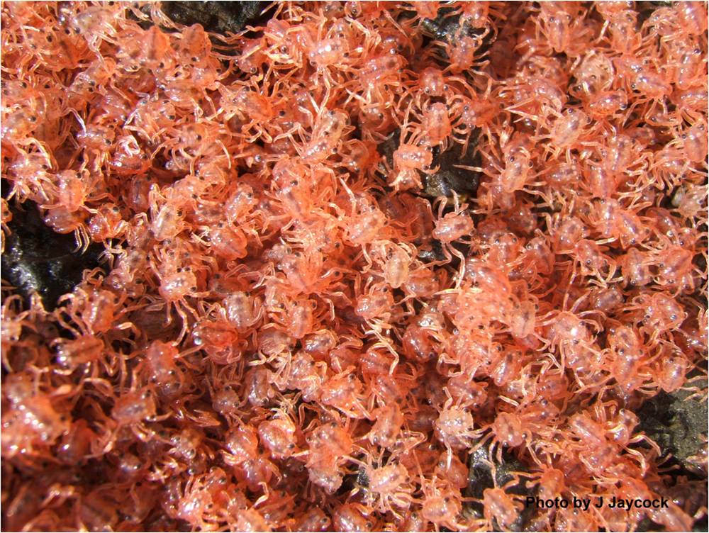 Snow Crab Love Merry Christmas