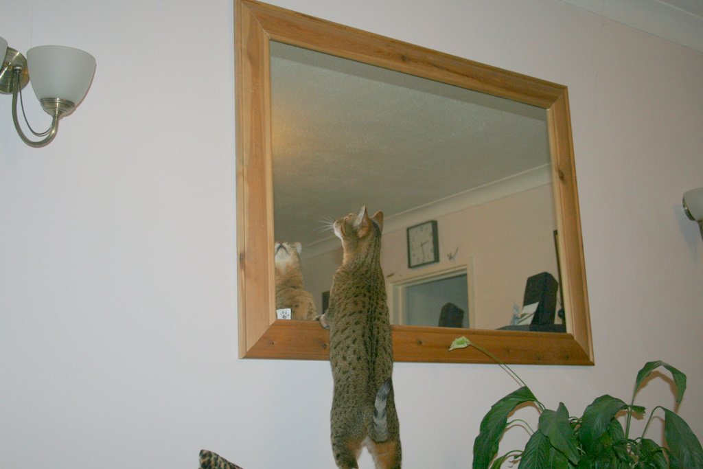 [cat+in+mirror-6.JPG]