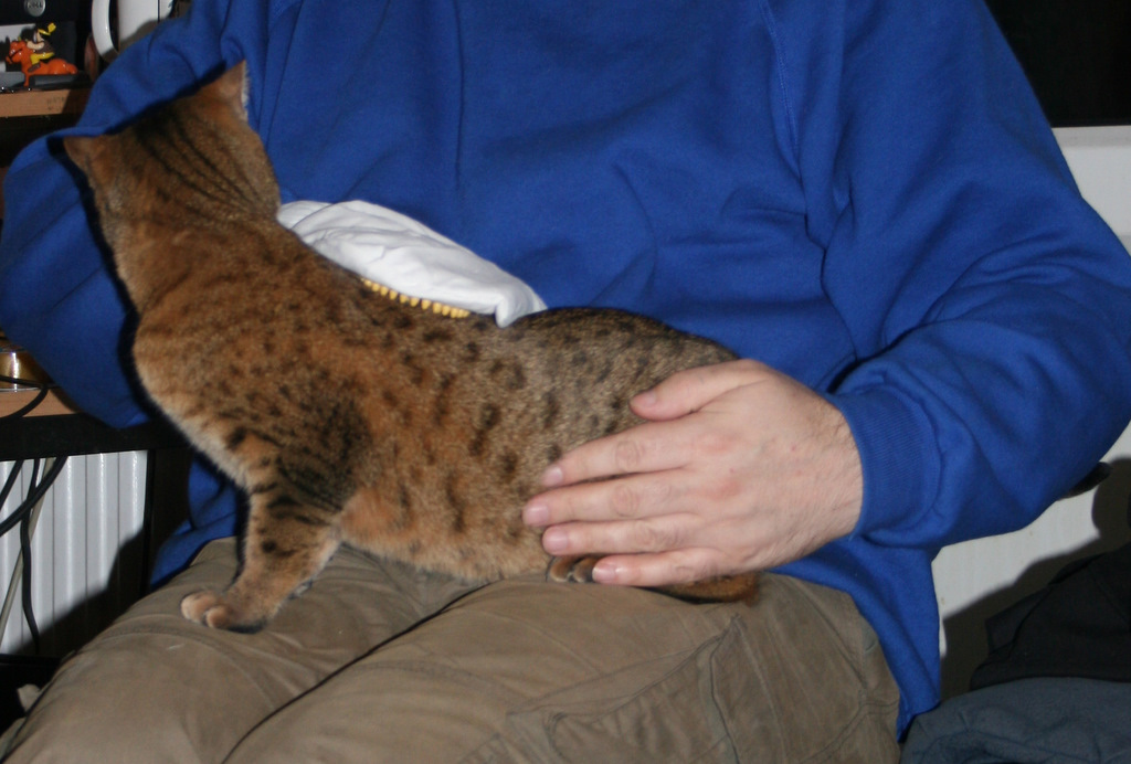 [Cat+Back+scratcher.JPG]