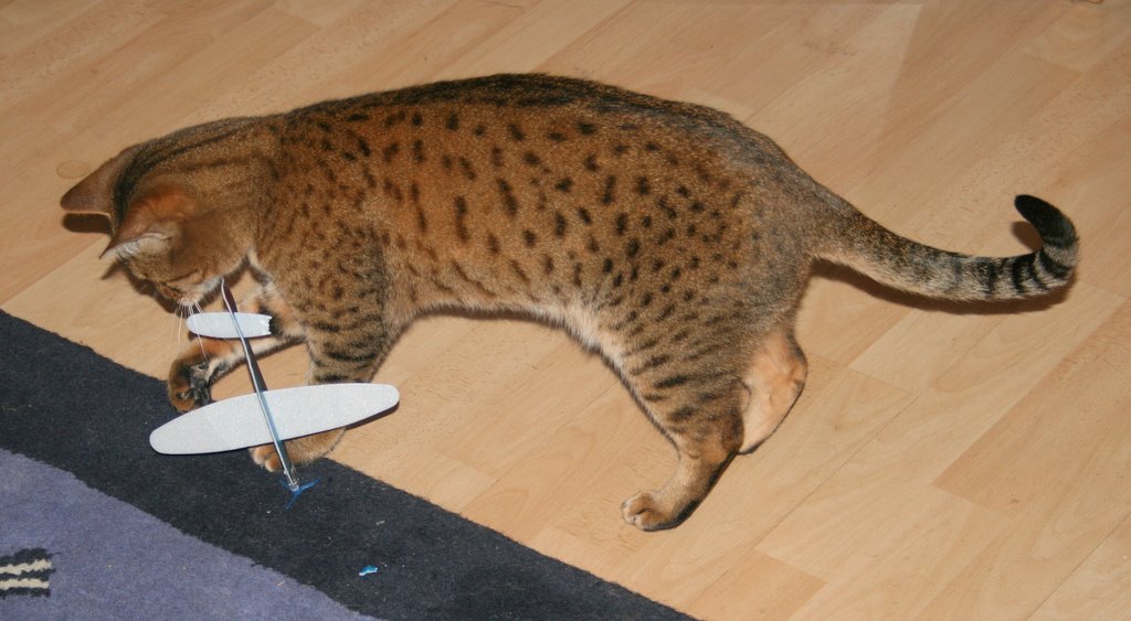 [polystyrene+toy+aeroplane+after+cat+.JPG]