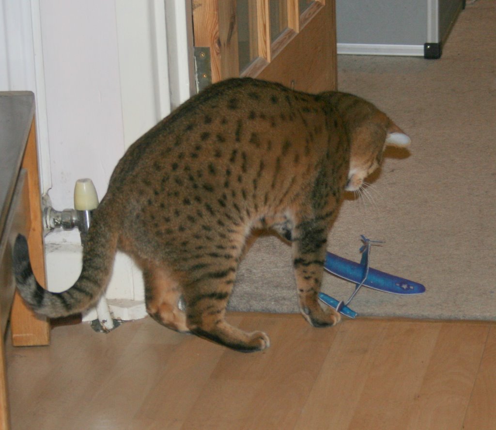 [polystyrene+toy+aeroplane+after+cat+-1.JPG]