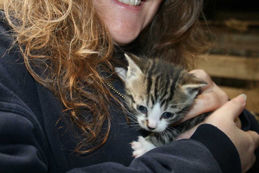 [real+life+farm+kittens.JPG]