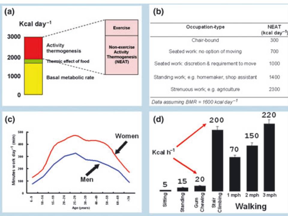 non exercise activity thermogenesis non exercise activity thermogenesis