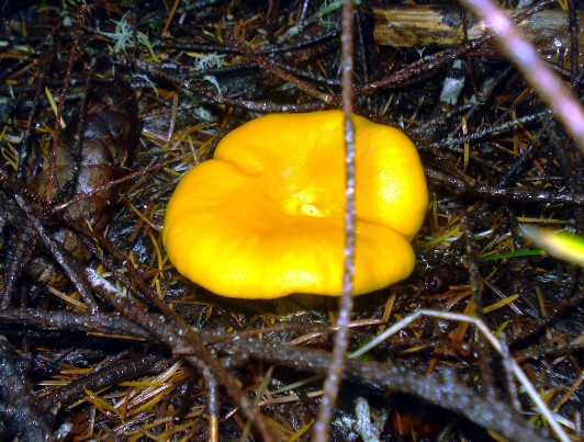 Pacific Golden Chanterelle