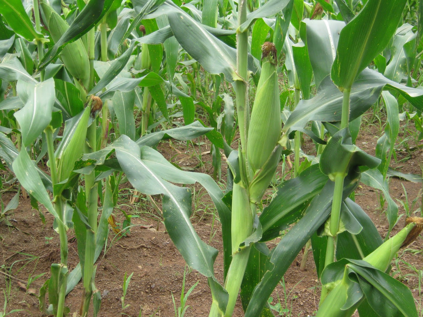maize plant pictures