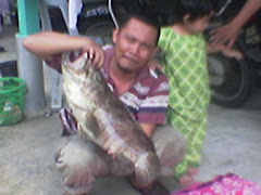 kerapu 3.5 kg