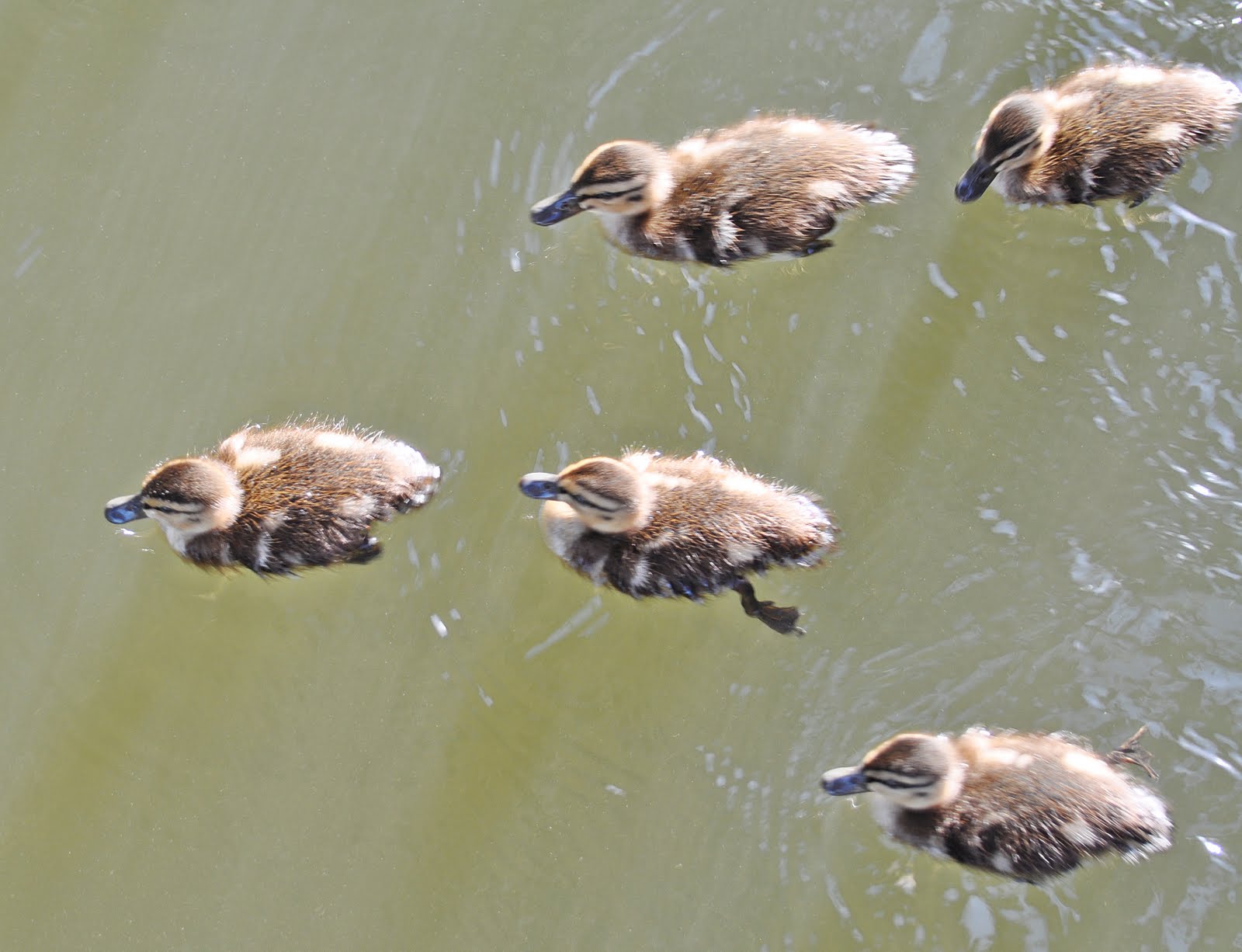 Dina's City Wildlife Adventures Baby ducks under my dock