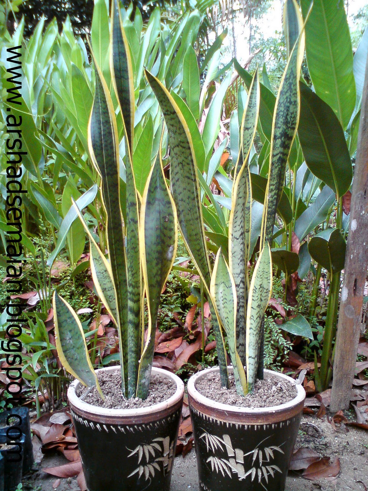 ARSHAD SEMAIAN SNAKE PLANT