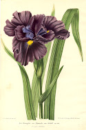 Iridaceae