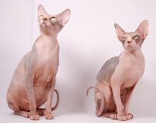 Sphynx