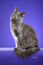 Nebelung