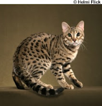 bengal-cat-ravi-1.jpg Wallpaper Desktop HD