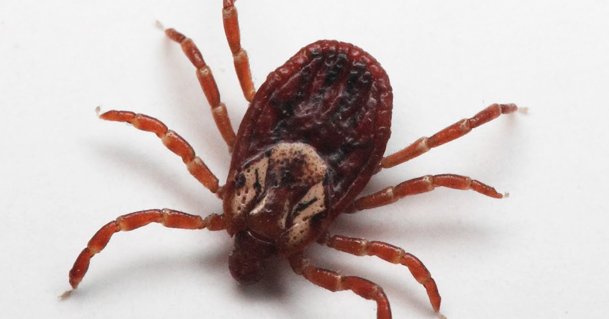 Get With Public Health Rocky Mountain Spotted Fever