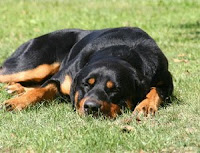 Peb Pet Shop Jual Anjing Rottweiler Calon Indukan Anjing Jaga