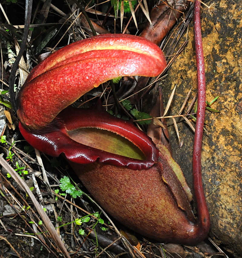 nepenthes con jarros mas grandes Kinabalu+0041+Nepenthes+rajah