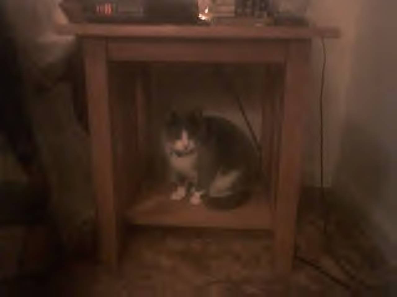 [nala+under+table.JPG]
