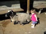 Touching a Sheep