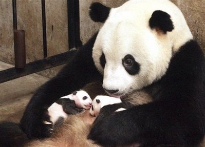 [giant+panda+Lou+Sheng+stays+with+her+twin+cubs.jpg]