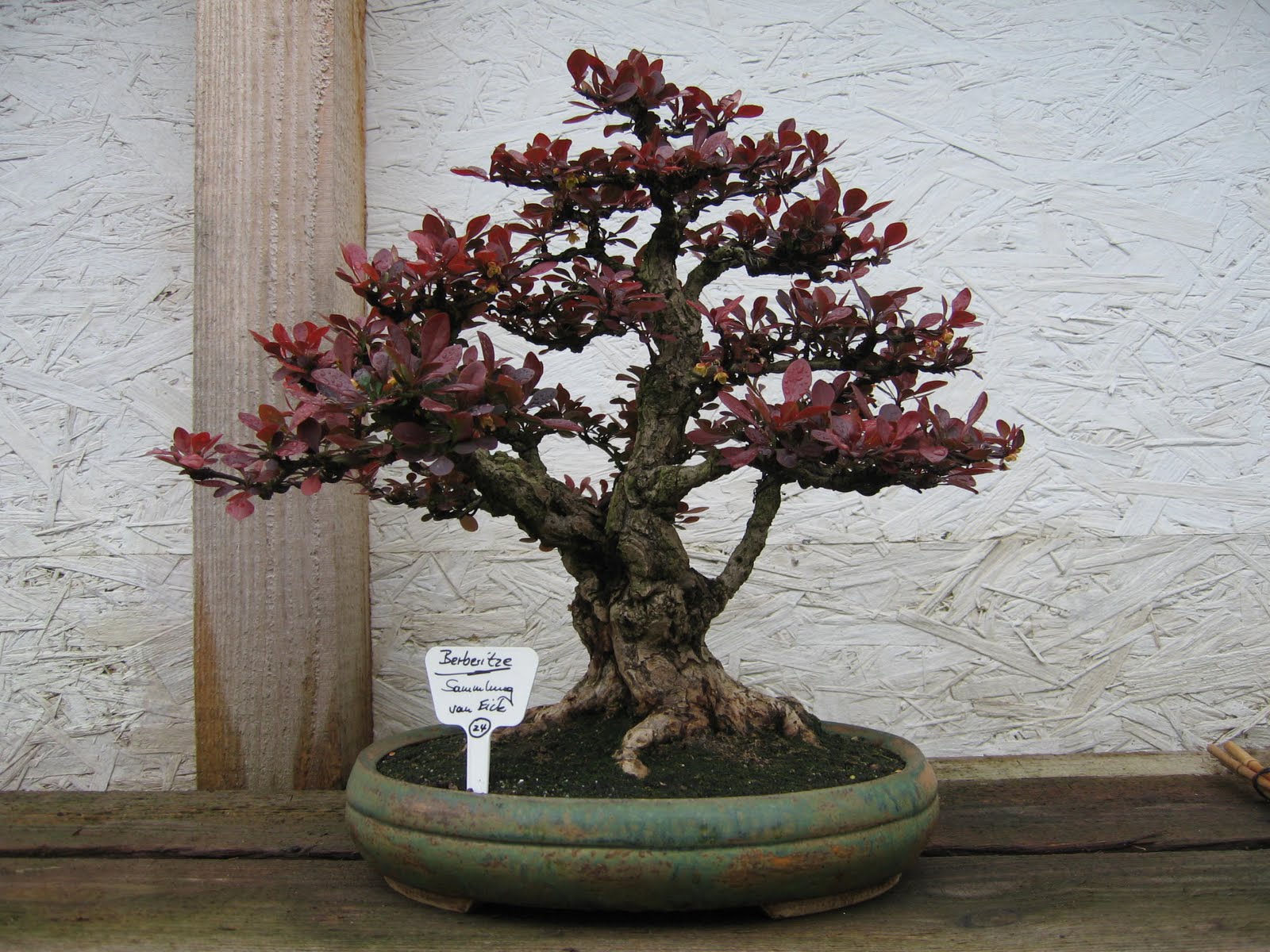 Bonsai das schönste Hobby der Welt BONSAIAUSSTELLUNG ARBEITSKREISE