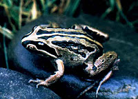 striped marsh frog