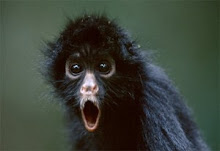 A Cute Little Spider Monkey