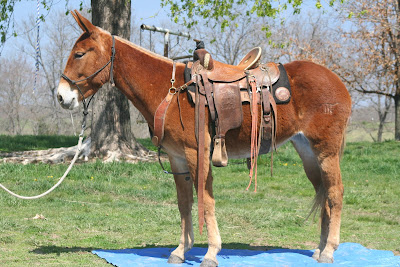PairADice Mules: Rocky Mountain Mule Days