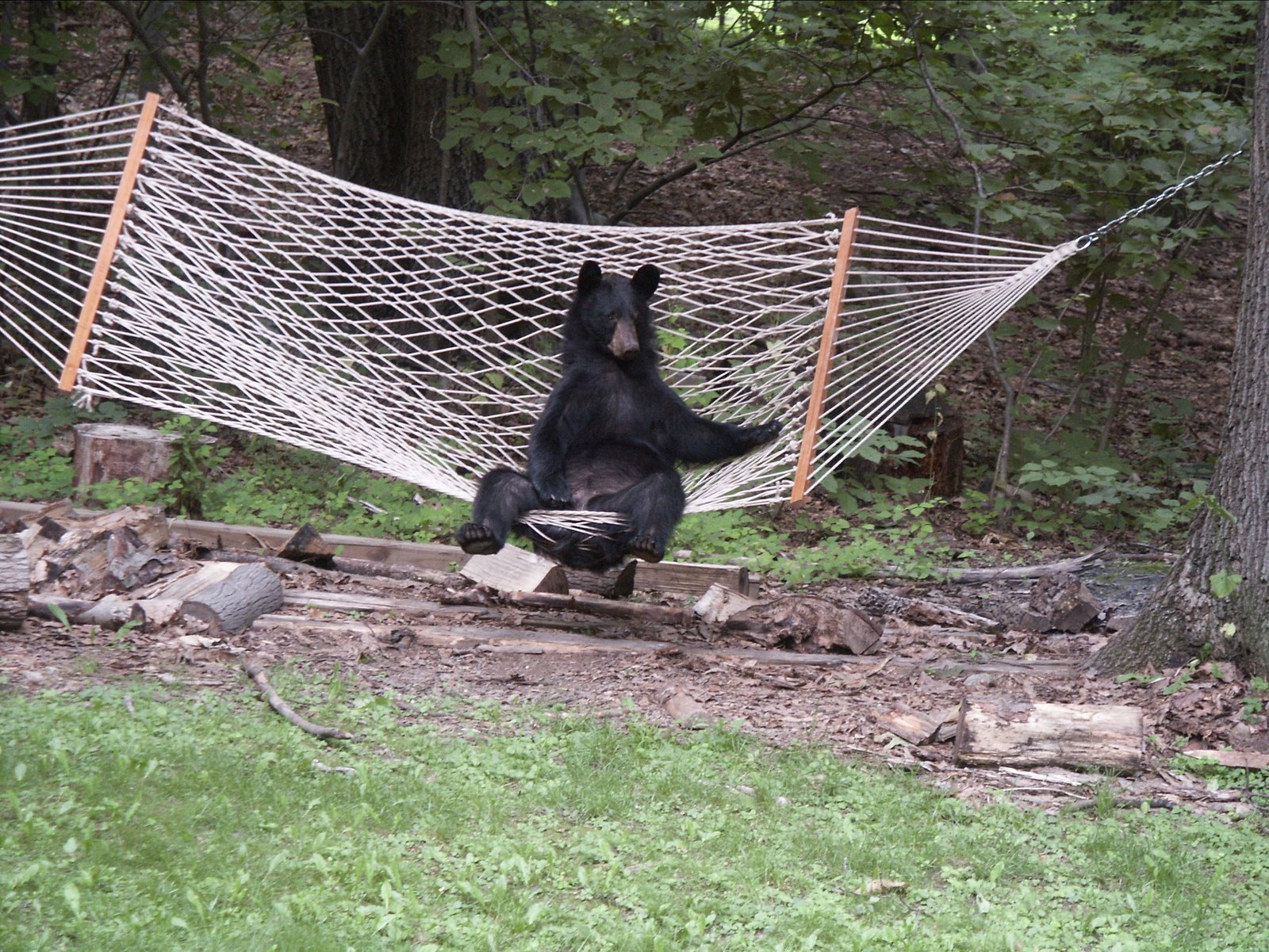 BearHammock