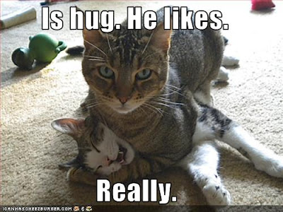 The scariest myth ever Funny-pictures-cat-gives-hug