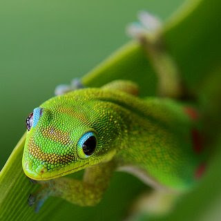 Today Gecko