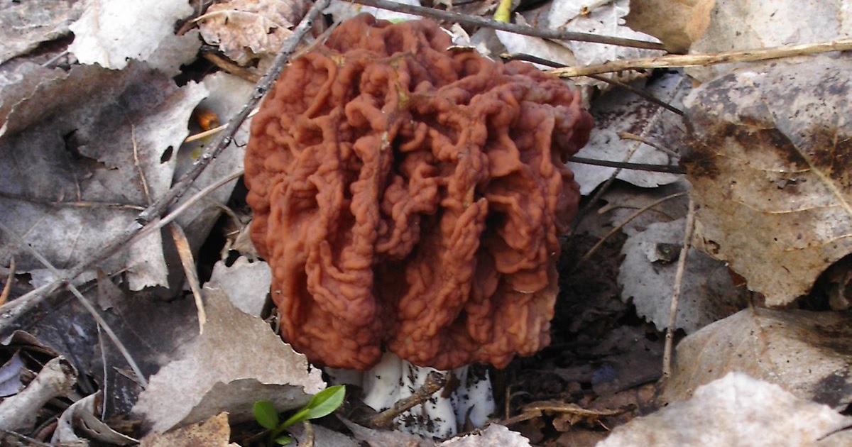Mid Missouri Morels and Mushrooms