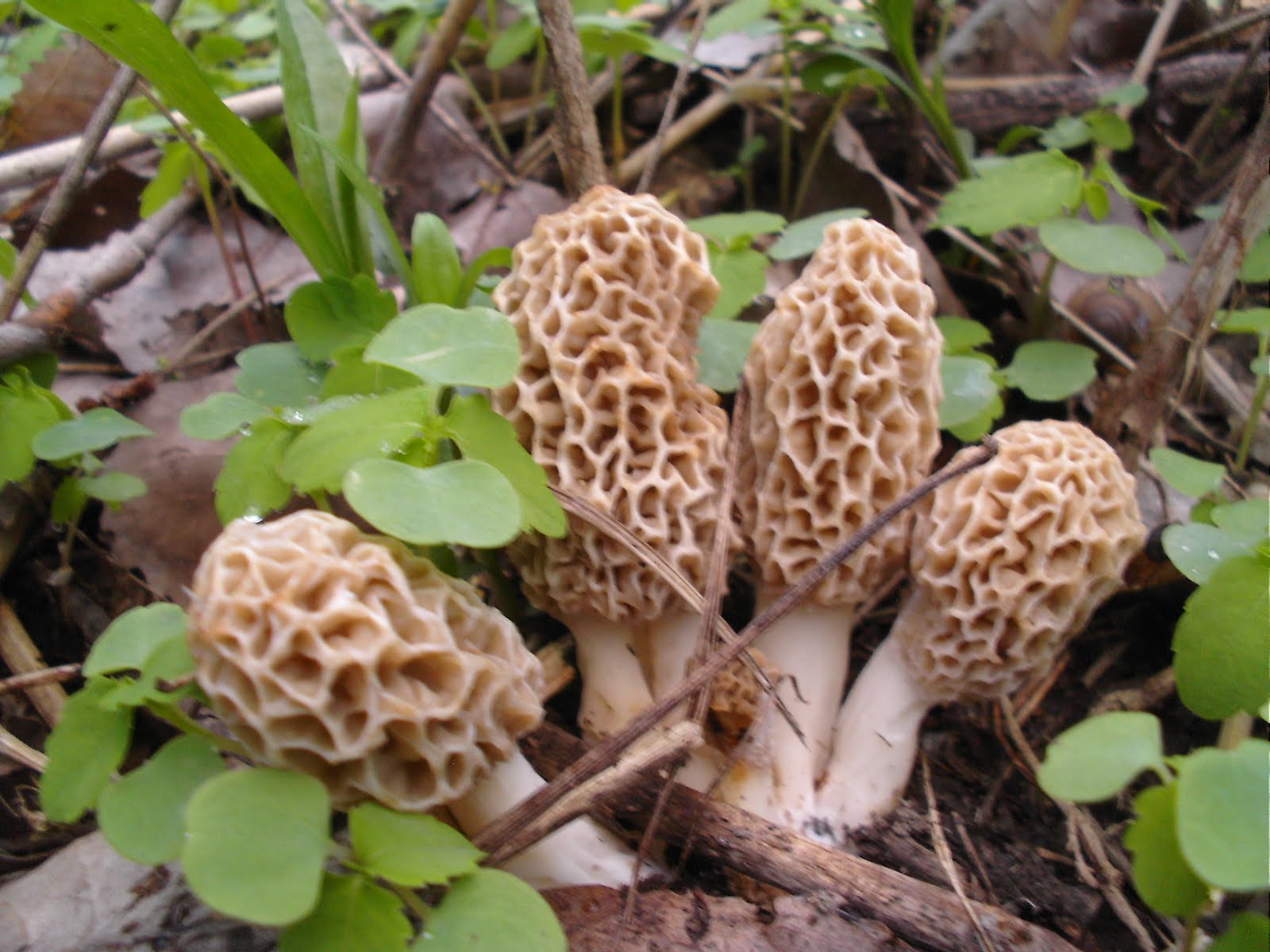 Mid Missouri Morels and Mushrooms Get Them While They're Hot and
