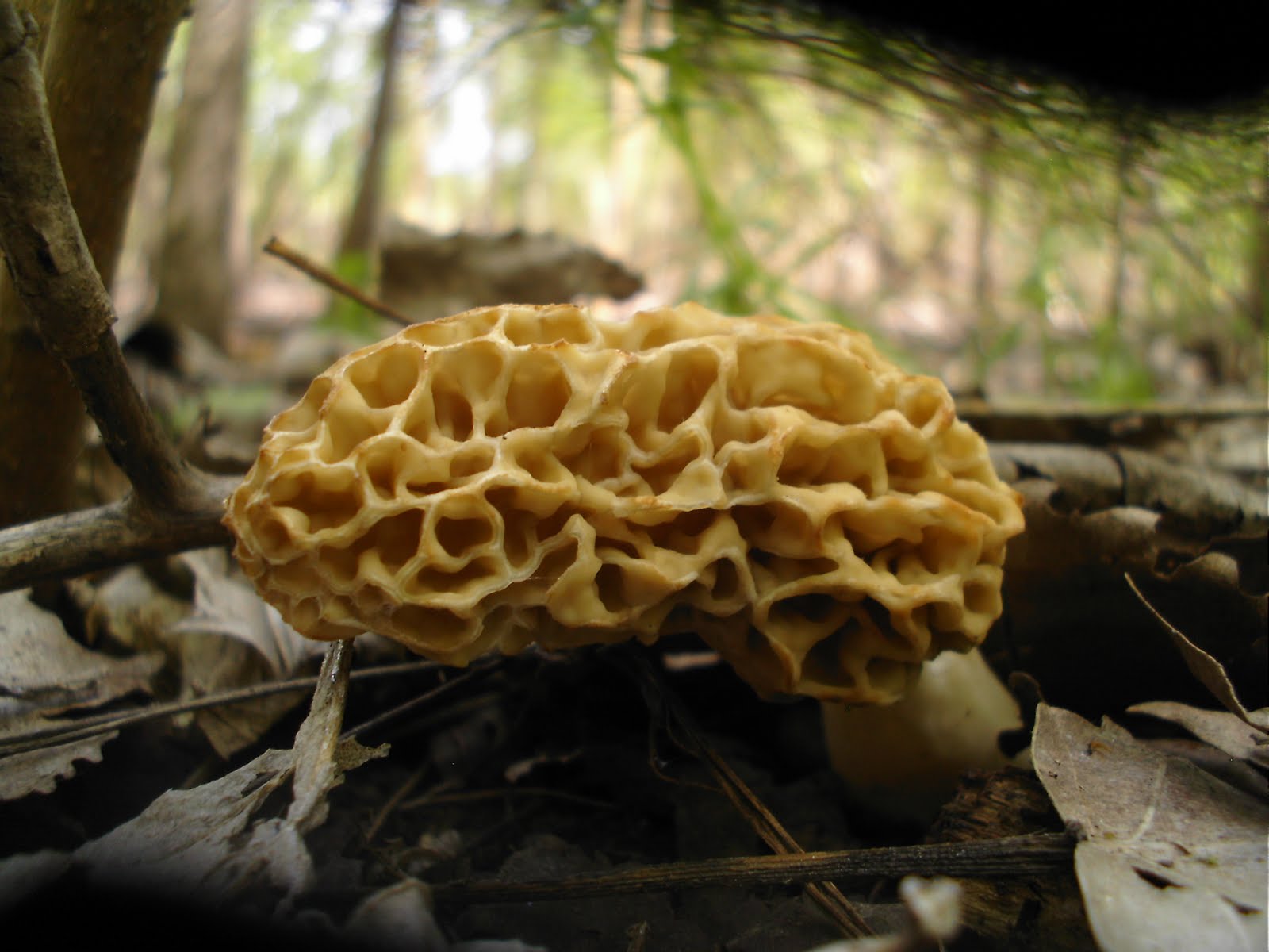Mid Missouri Morels and Mushrooms A Beautiful and Bountiful Morning