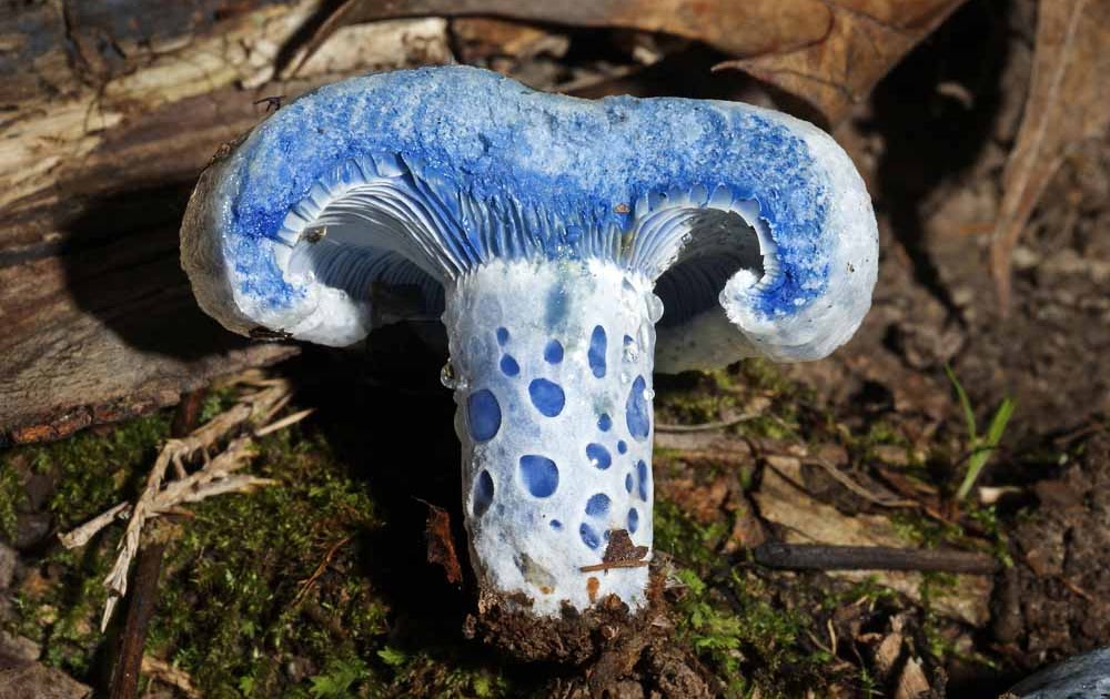 Mid Missouri Morels and Mushrooms Blue shrooms and other colors of summer