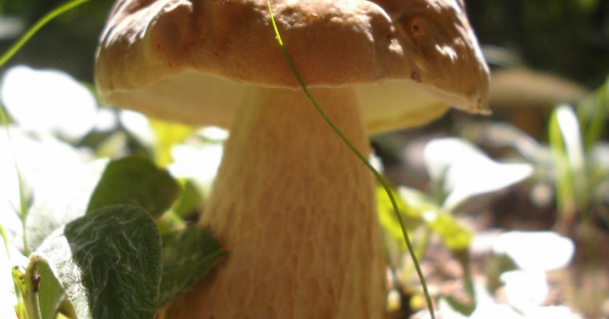 Mid Missouri Morels and Mushrooms Summer Mushrooms Boletus Atkinsonii