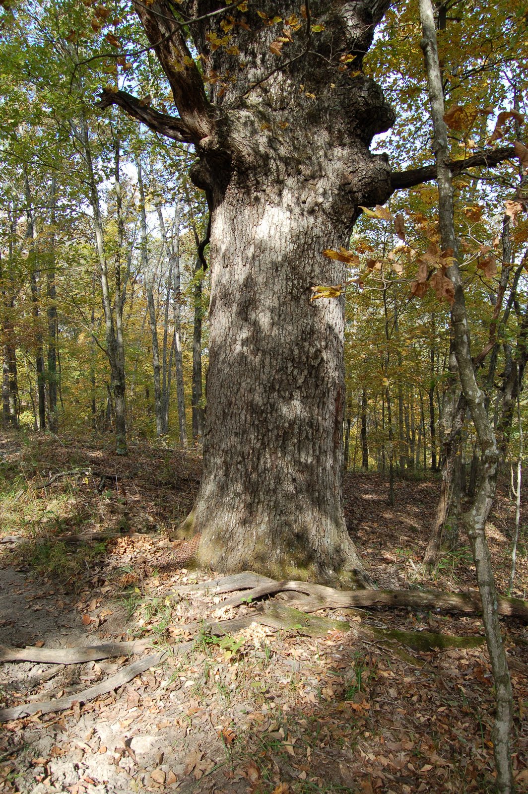 Mid Missouri Morels and Mushrooms All It takes Is One