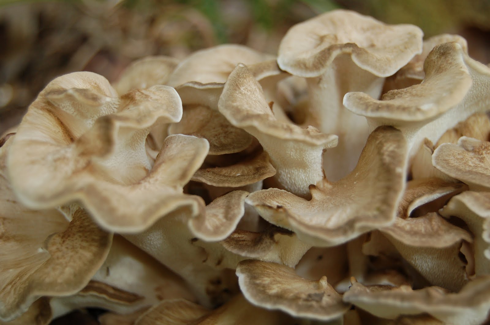 Mid Missouri Morels and Mushrooms October 2010