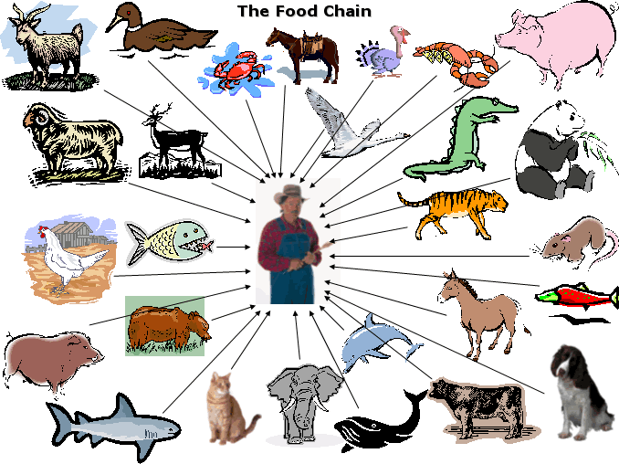 rainforest food chain diagram. food chain forest. house