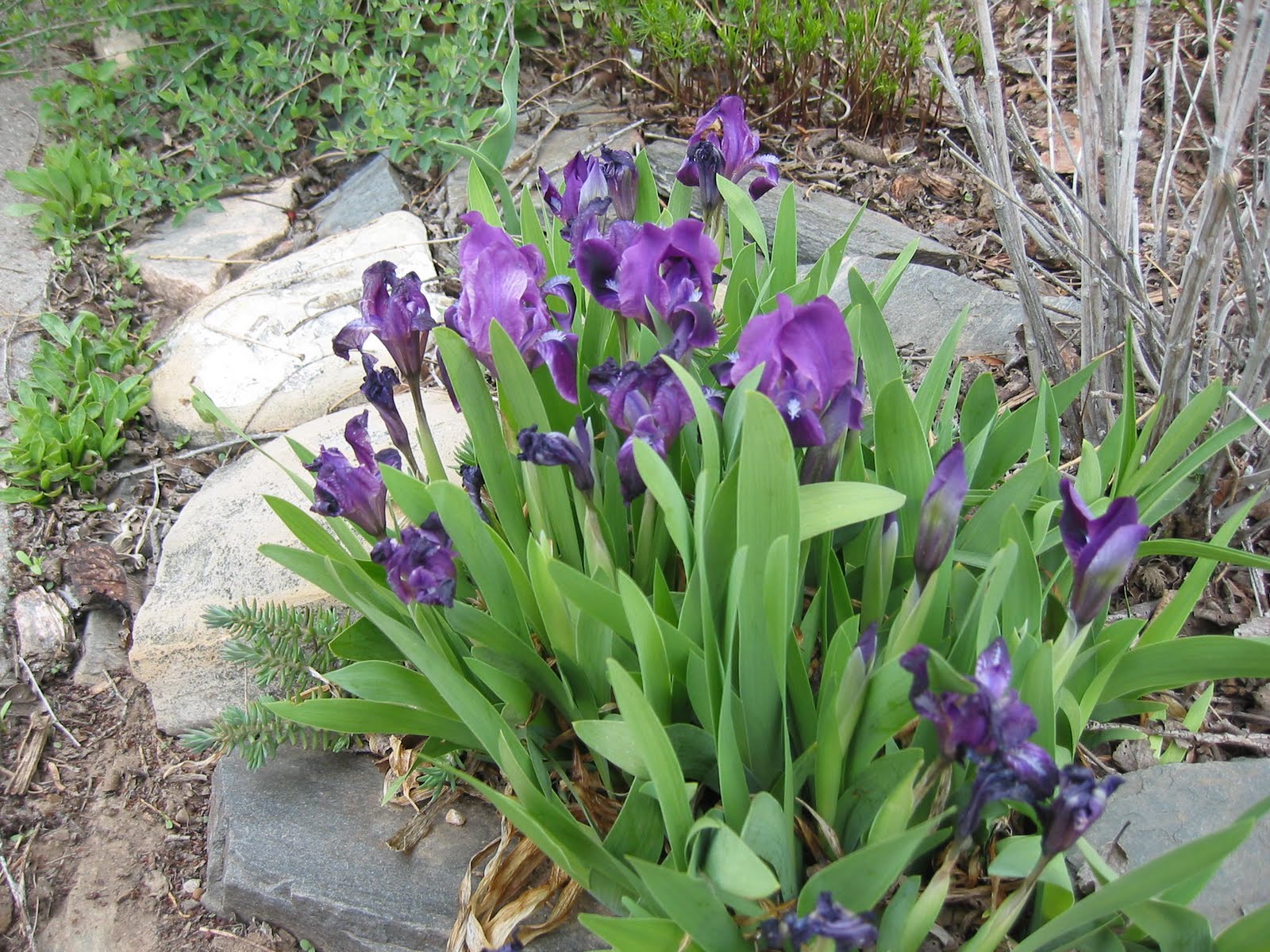 Dakota Garden Zone 4 Early April Flowers