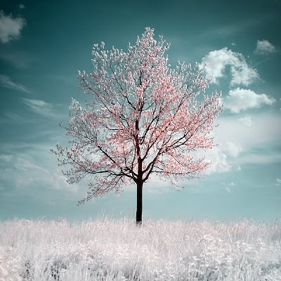The_Cherry_Tree_by_Gwarf.jpg