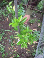 LAS FLORES DE LA SEÑORA MARÍA Y SU HUERTO