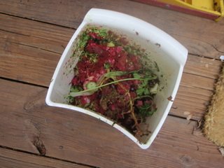 [juicer+pulp+and+compost.JPG]