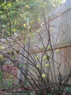 [backyard+apple+tree.JPG]