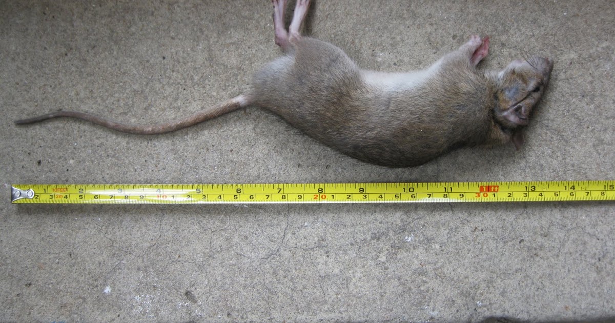 southern orders RATS R US!