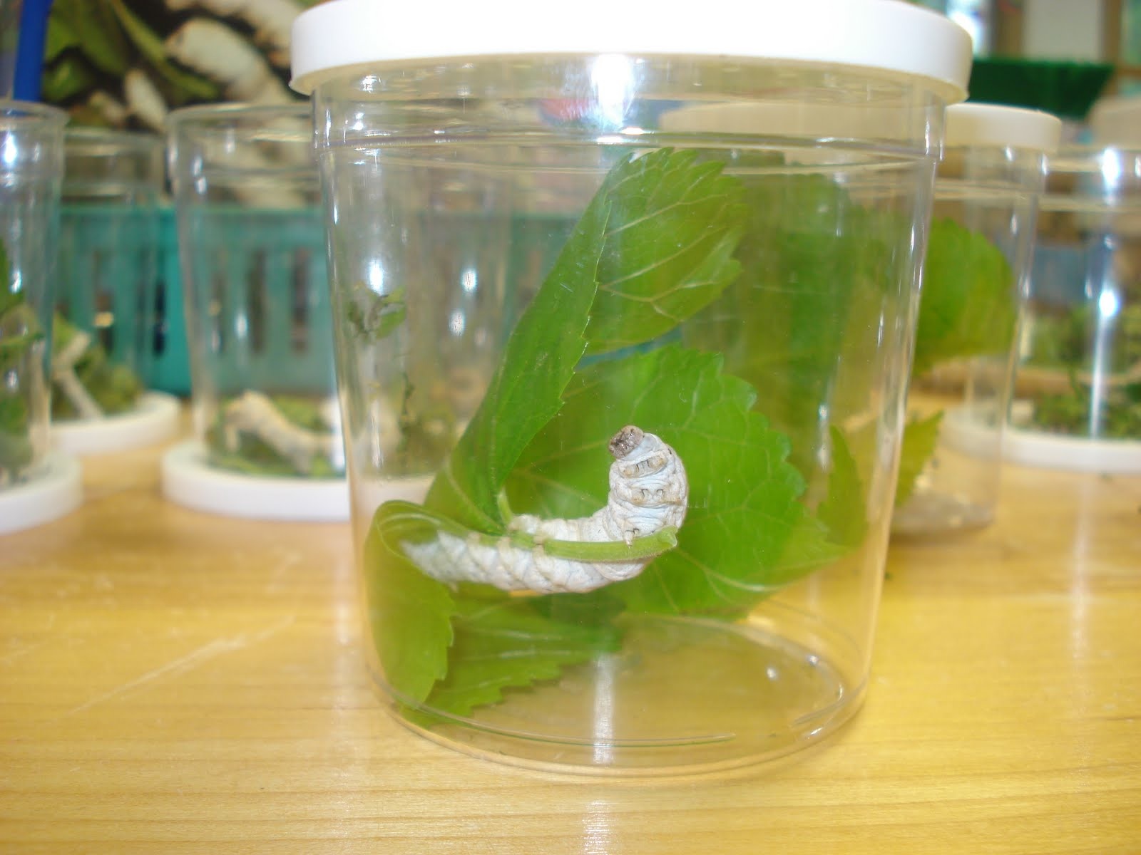 Stories from Kindergarten Silkworm Project Late April/Early May