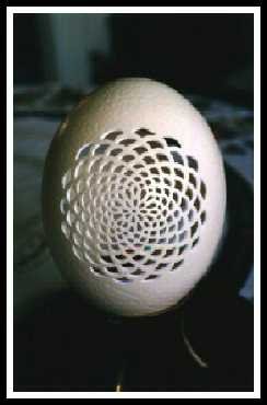 [eggshell.bmp]