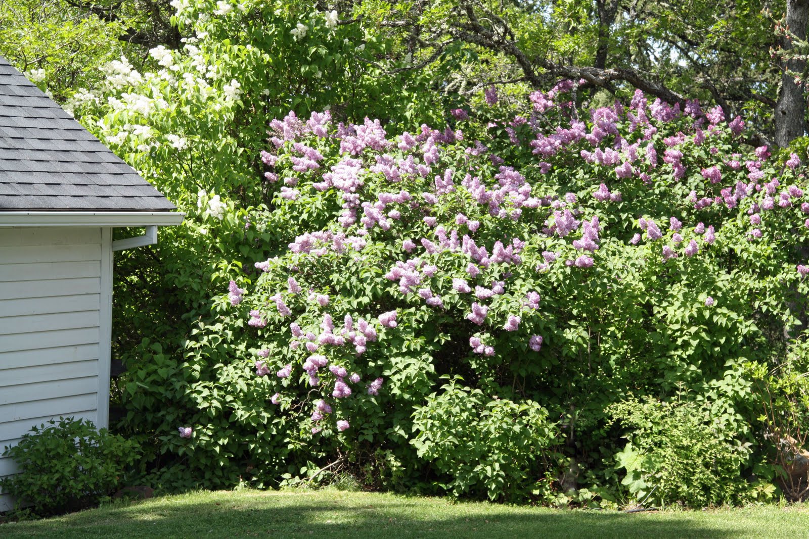 In the Fields Blooming Lilacs
