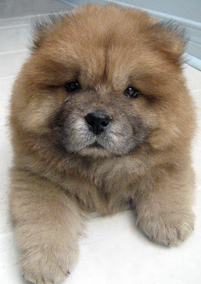 Corgi Chow