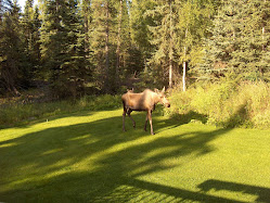 Moose in the yard